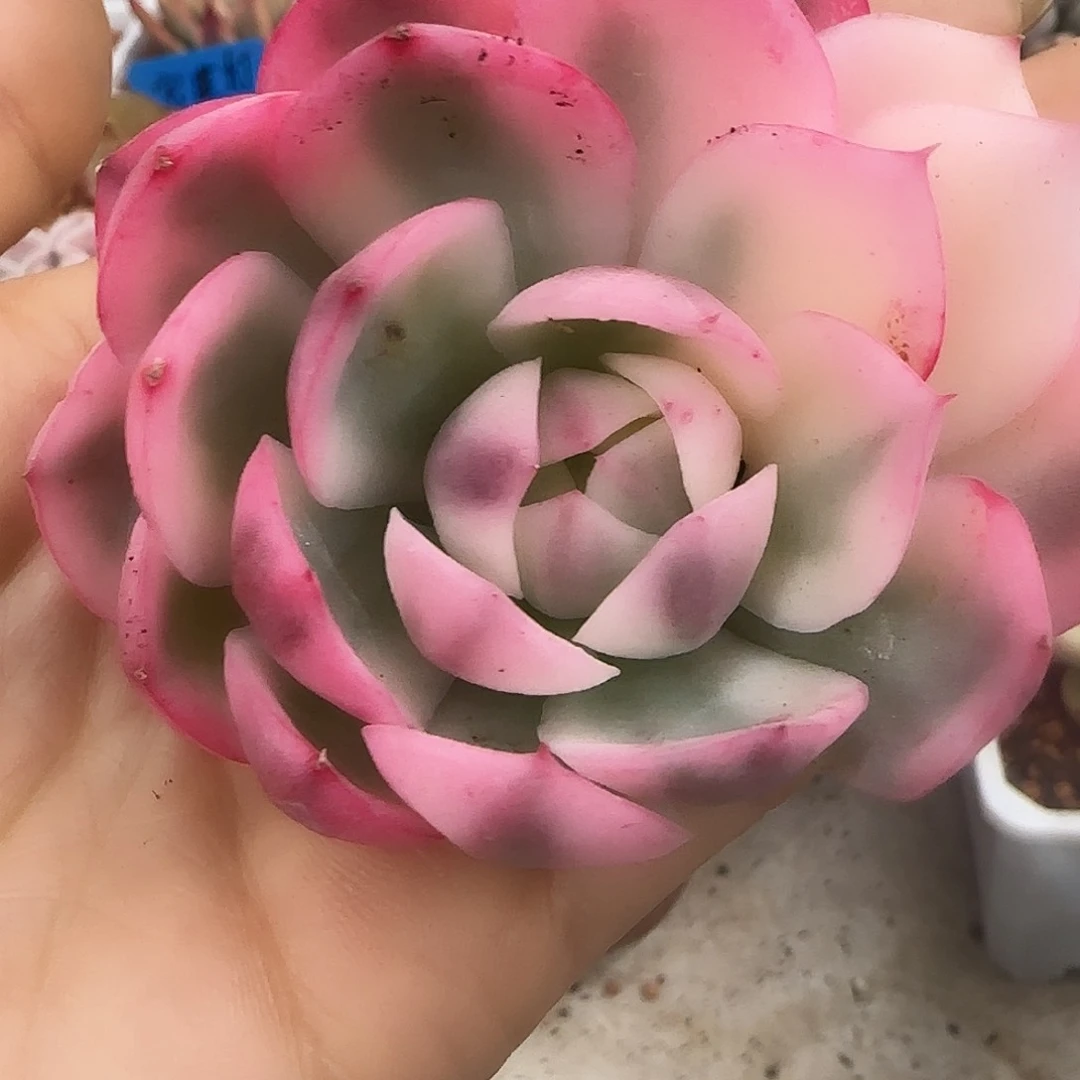 韩水晶锦砍头多肉植物