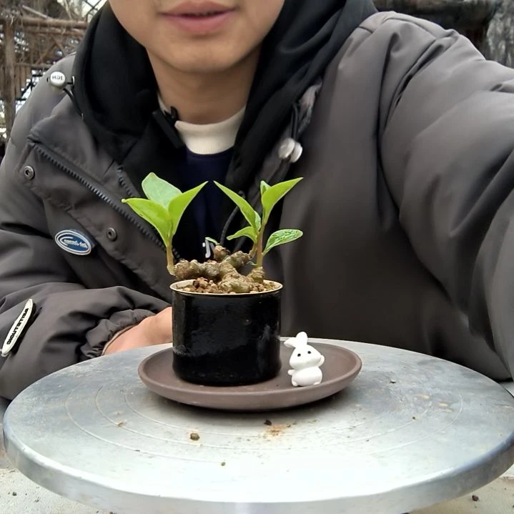 琳*小盆景小植物一物一拍208