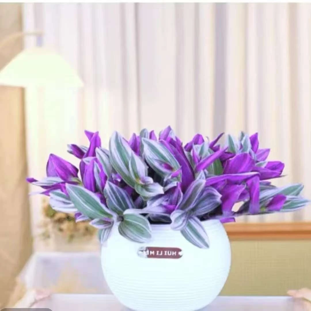 油画婚礼三色懒人进口吊兰易爆盆好养活吸甲醛室内办公多肉植物