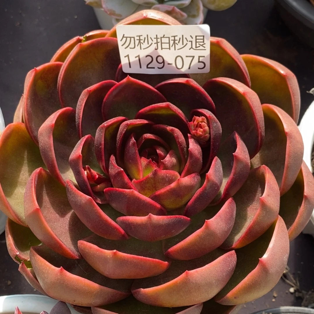 两单包邮1129-075红灯