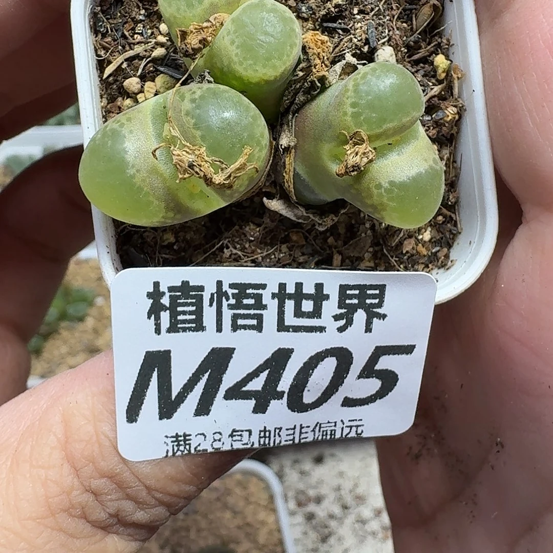 多肉植物的润泽egv