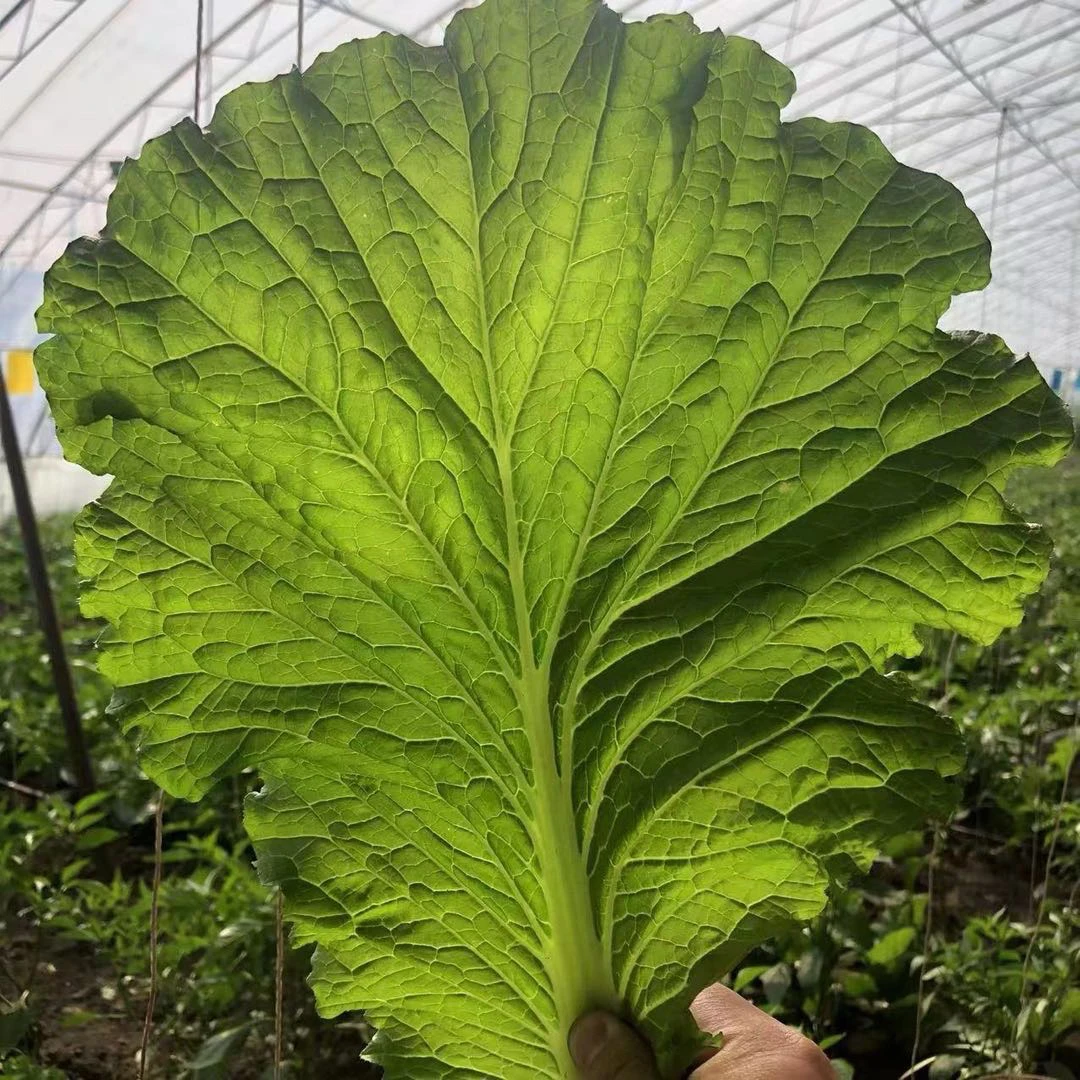 东北饭包叶大白菜叶家庭款商用款包邮