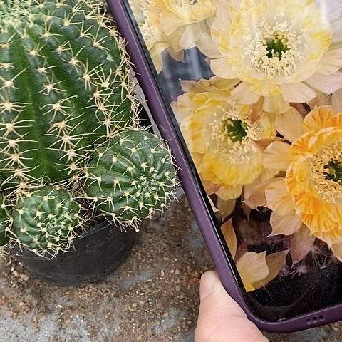 黄拉丝丽花仙人球。2467890