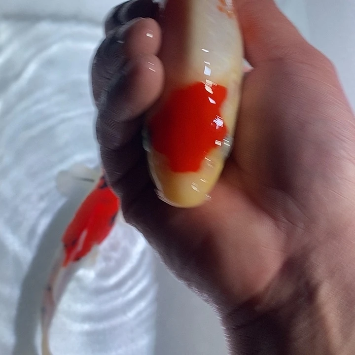 锦鲤锦鲤活鱼开箱包活