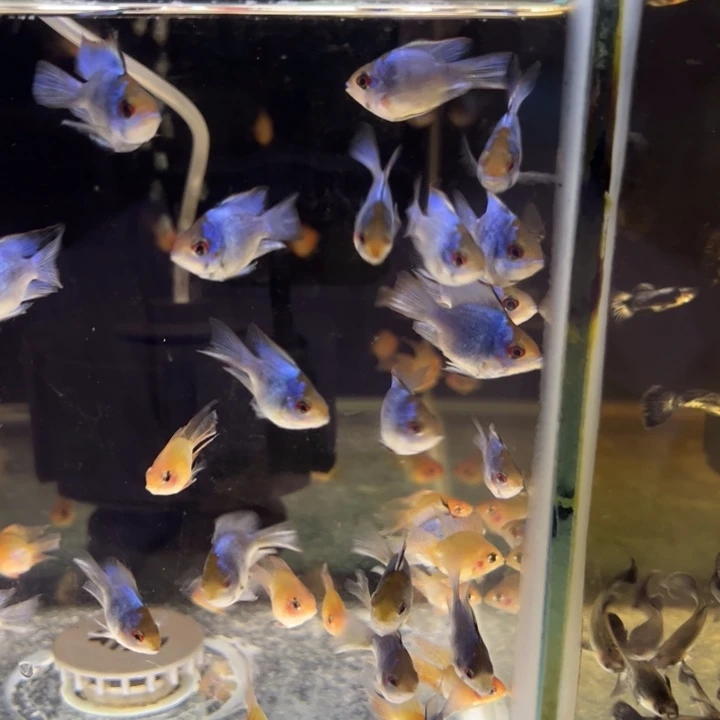 蓝波子两条装随机捞