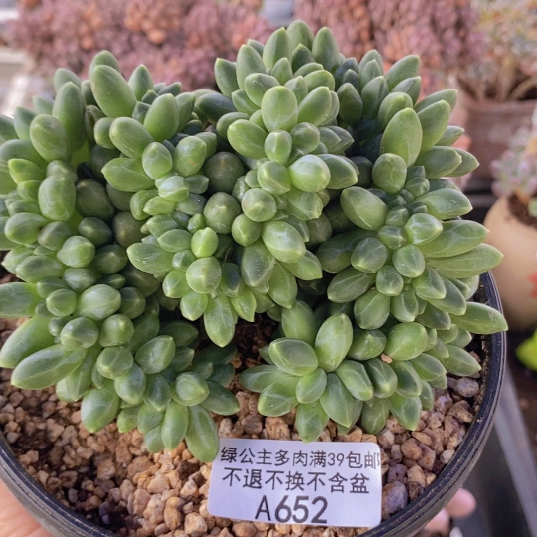 香蕉树缀12cm652多肉植物