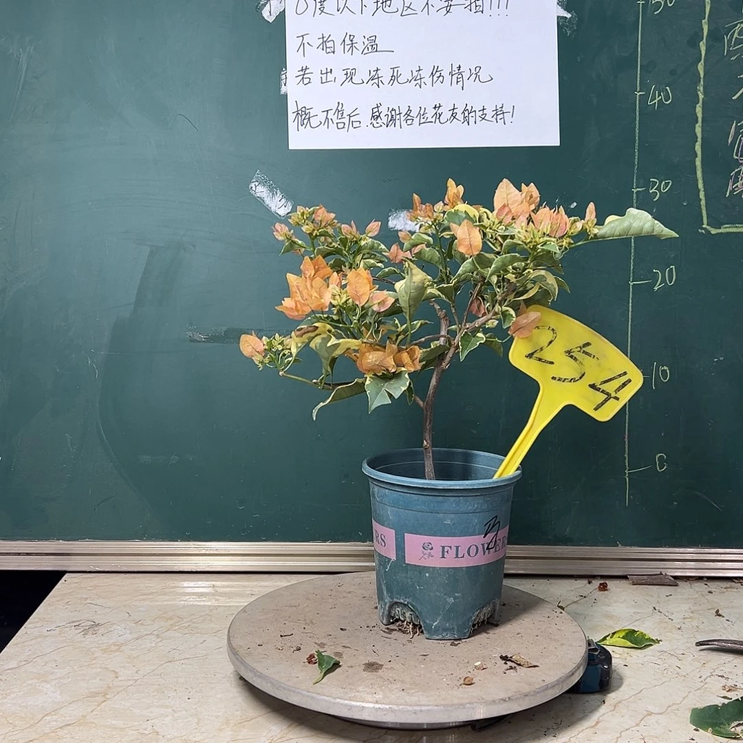 完全开放马斯254