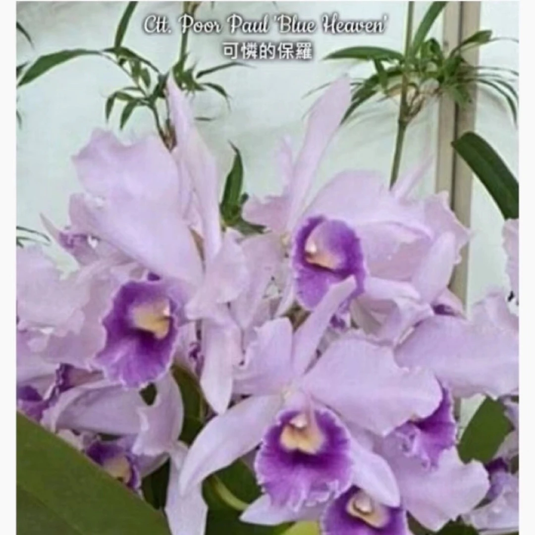 花农杰哥卡特兰直播用可怜的保罗