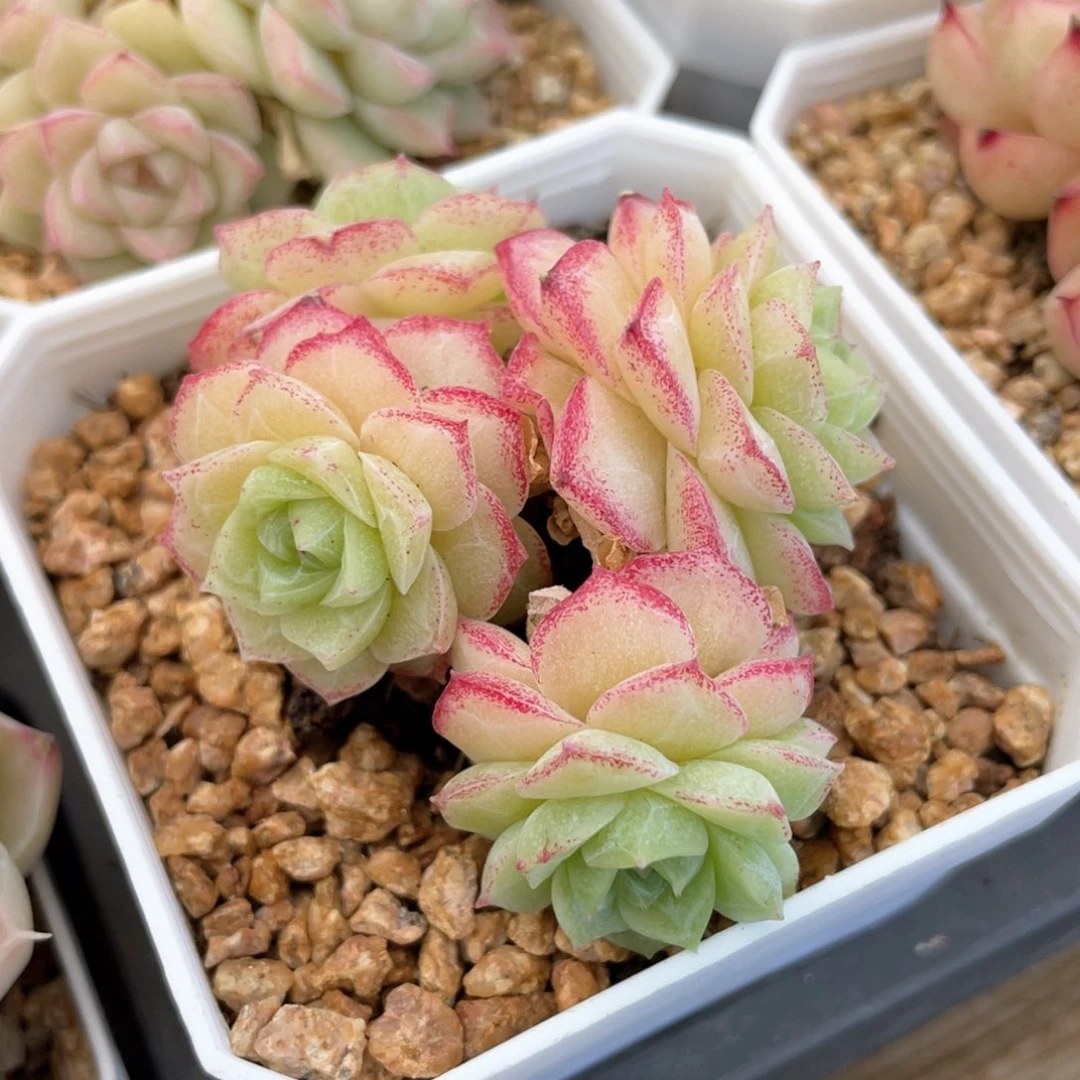 优选玫瑰花女王1602