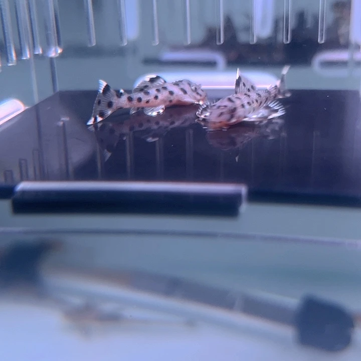 清道夫鱼30-043瑕疵老鼠斑2条