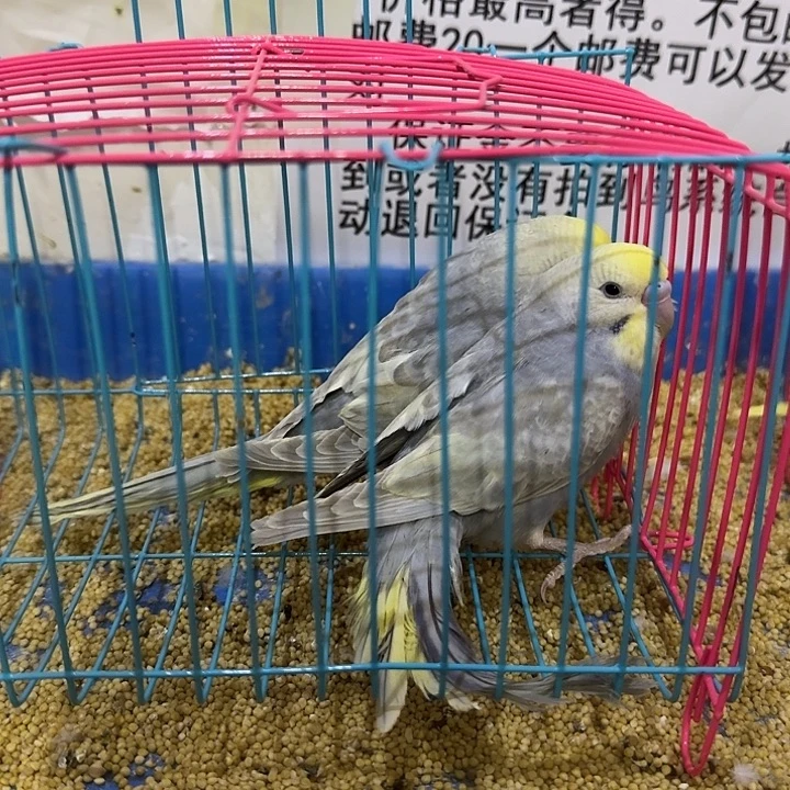 虎皮鹦鹉大头鹦鹉