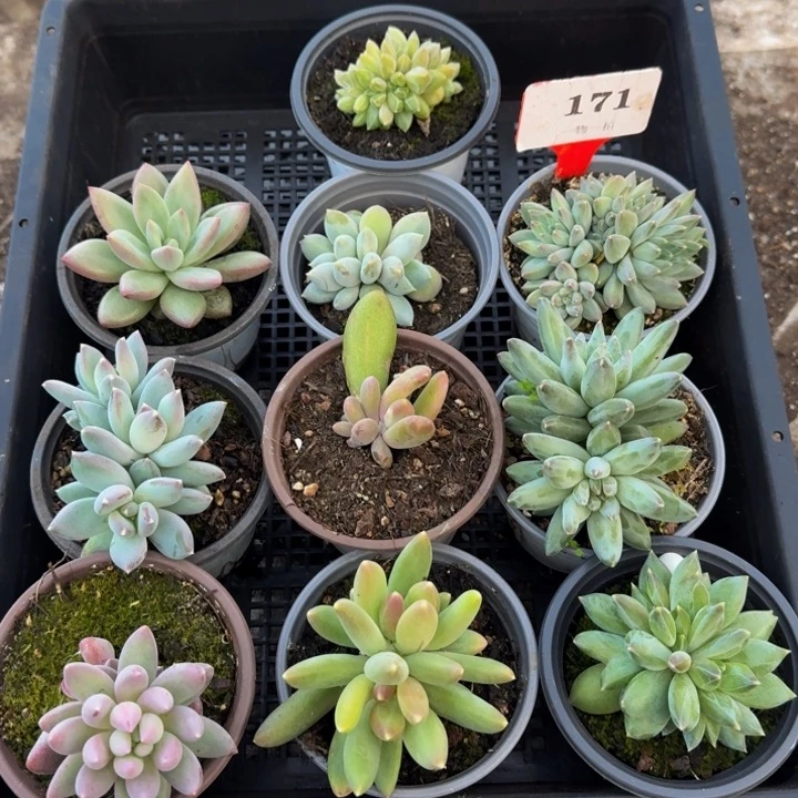 171多肉植物一物一拍