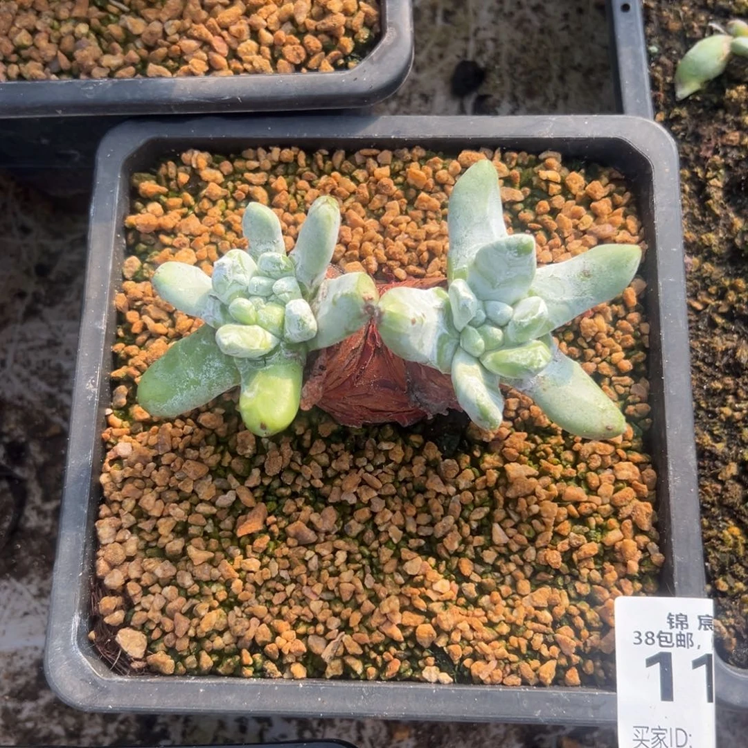 拇指可爱～粗腿1167