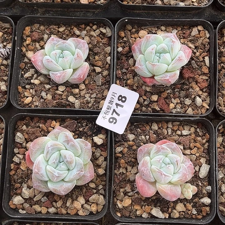阿雅园艺。         9718精控冰玉四颗