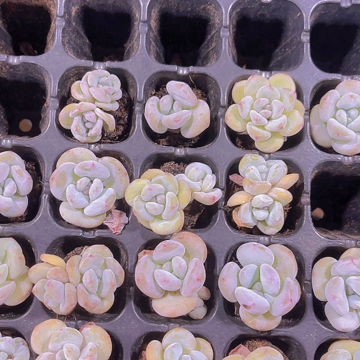 精品芭比奶多肉植物