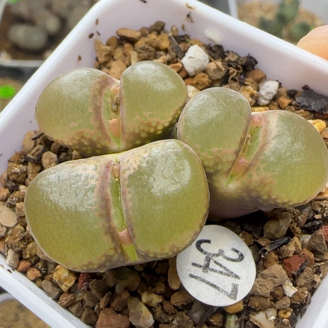 漂漂亮亮多肉植物347