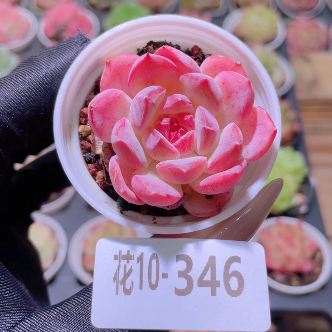 花利美10-346新品单头