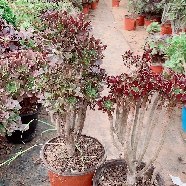 灰法三色多肉植物法师56