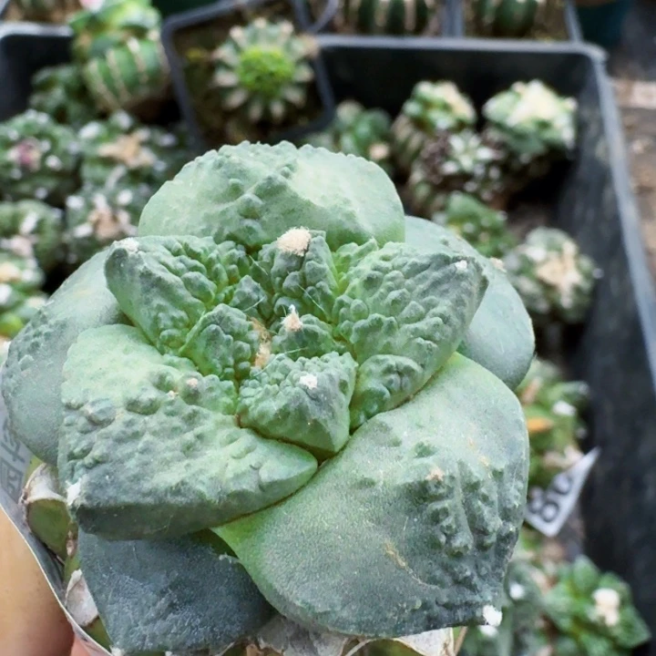无花朵802大尤白肌怒涛