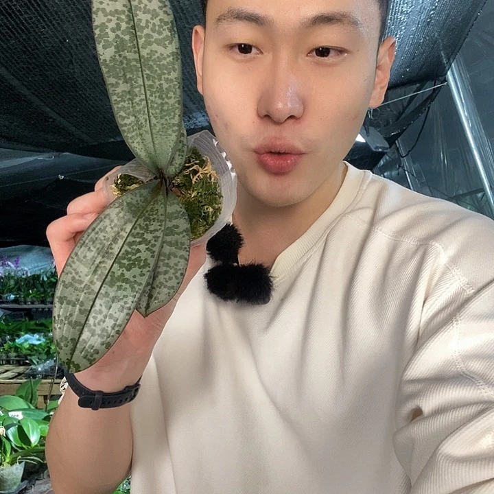 无花朵领带西蝴蝶兰