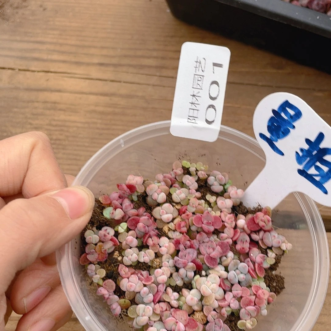 量拍多肉植物多肉植物1