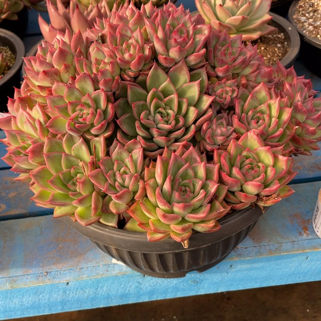 无花朵若如东云筐拍B637