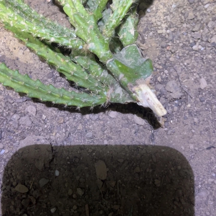 邱****希尔德  品红测压1