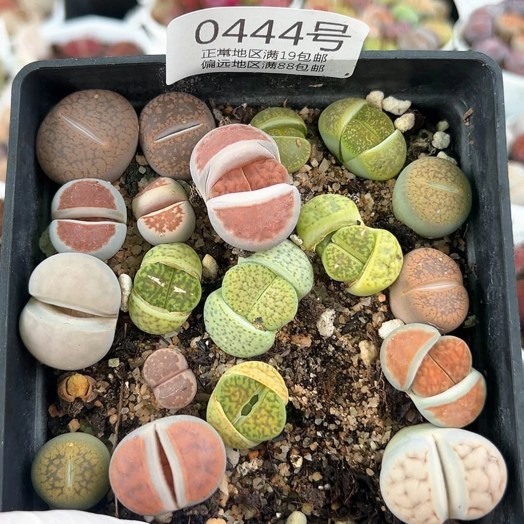 好养易活生石花大母本0444