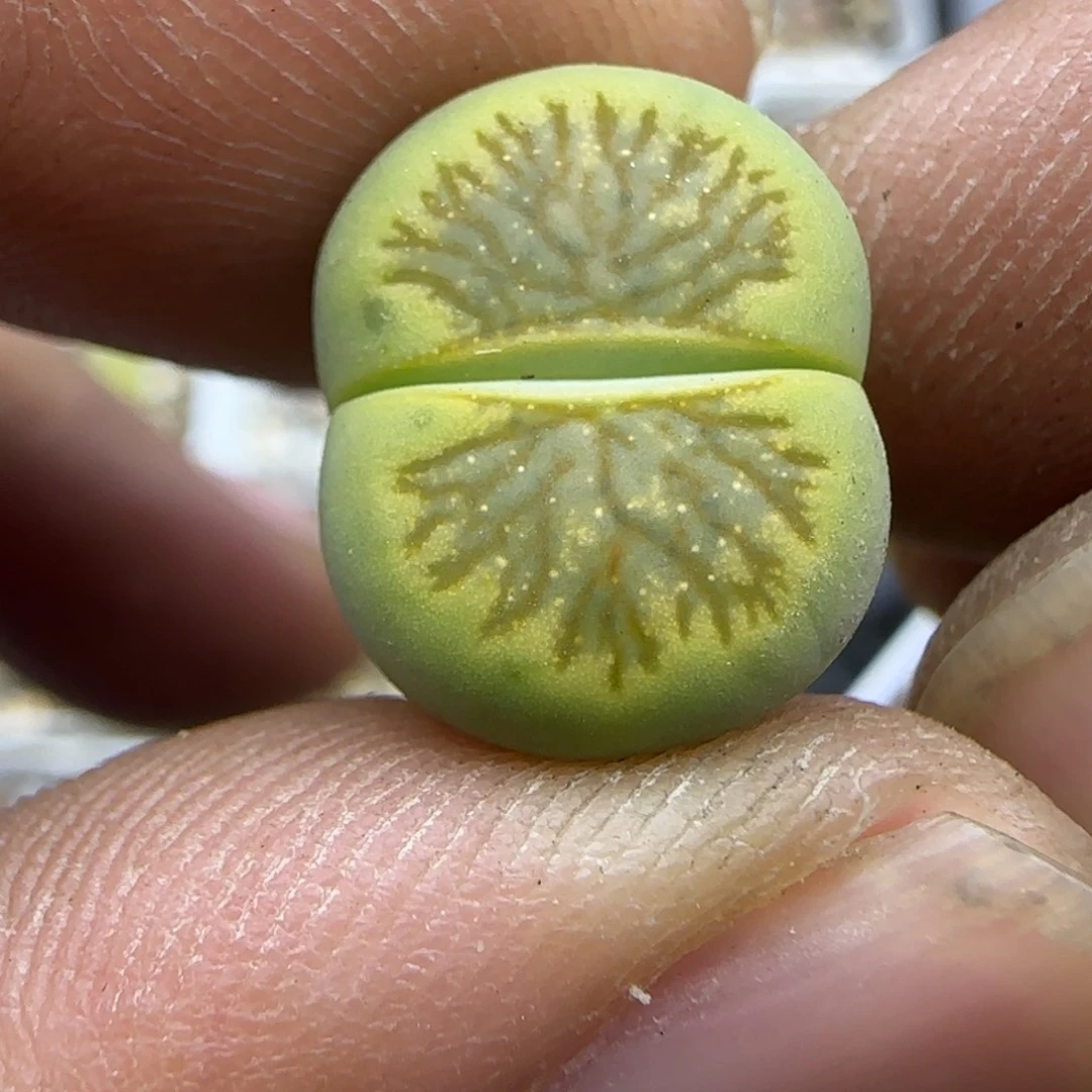 848 生石花大棚直播