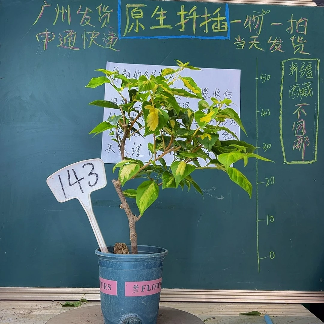 当前无花栽培后可以开花  金心橙白  有小瑕143