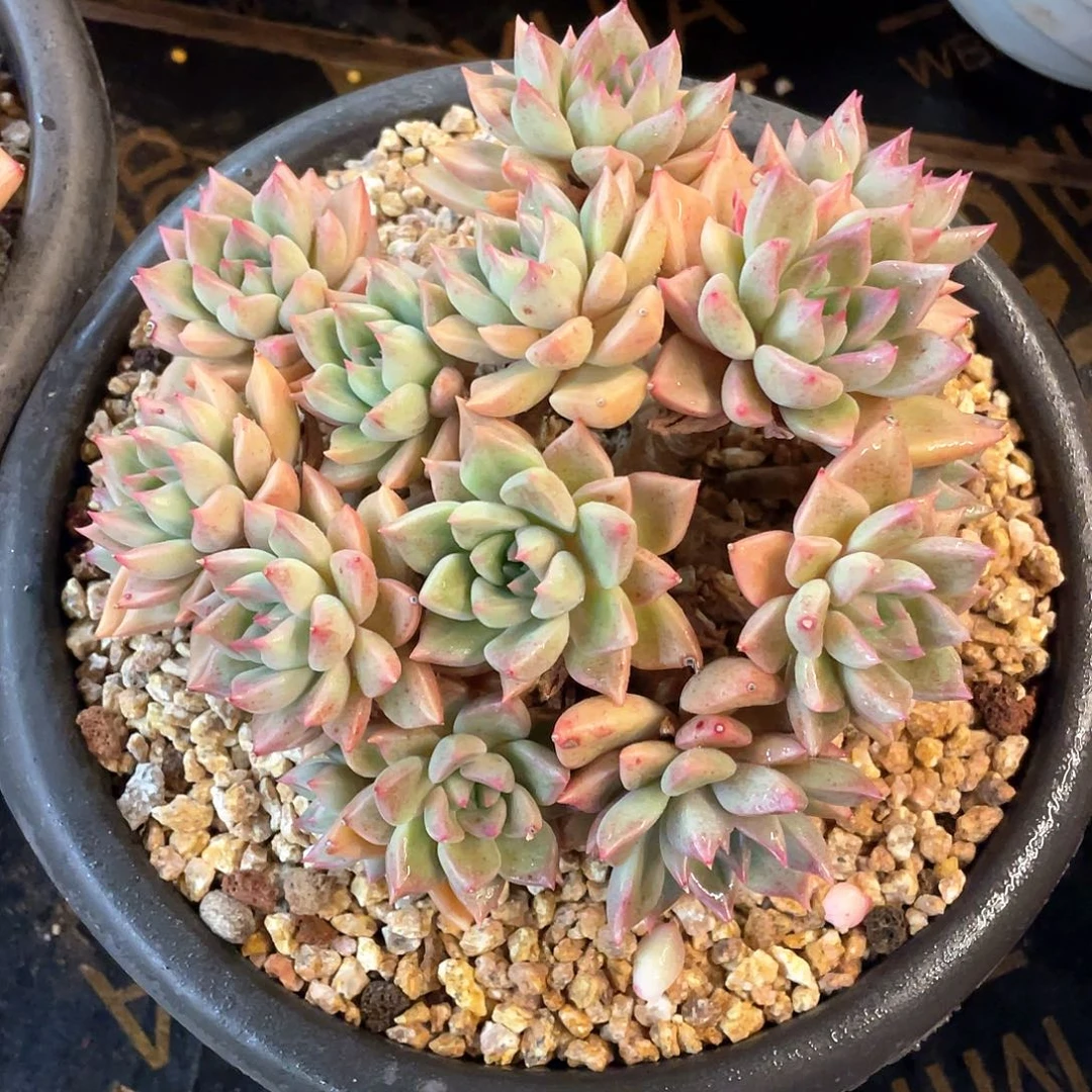 多肉植物一物一拍
