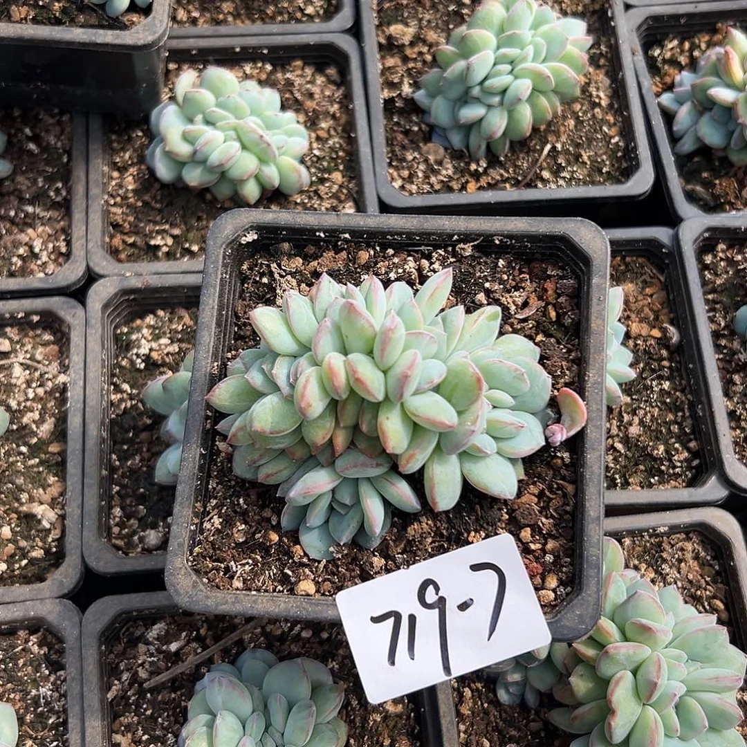 瑶***猫719-7泡芙缀多肉植物