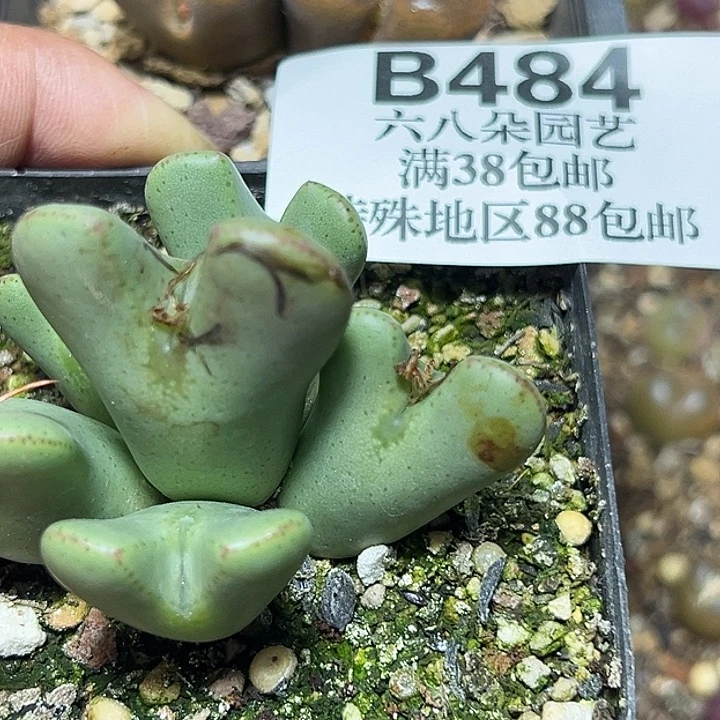 弑***殇484号肉锥2个多肉植物