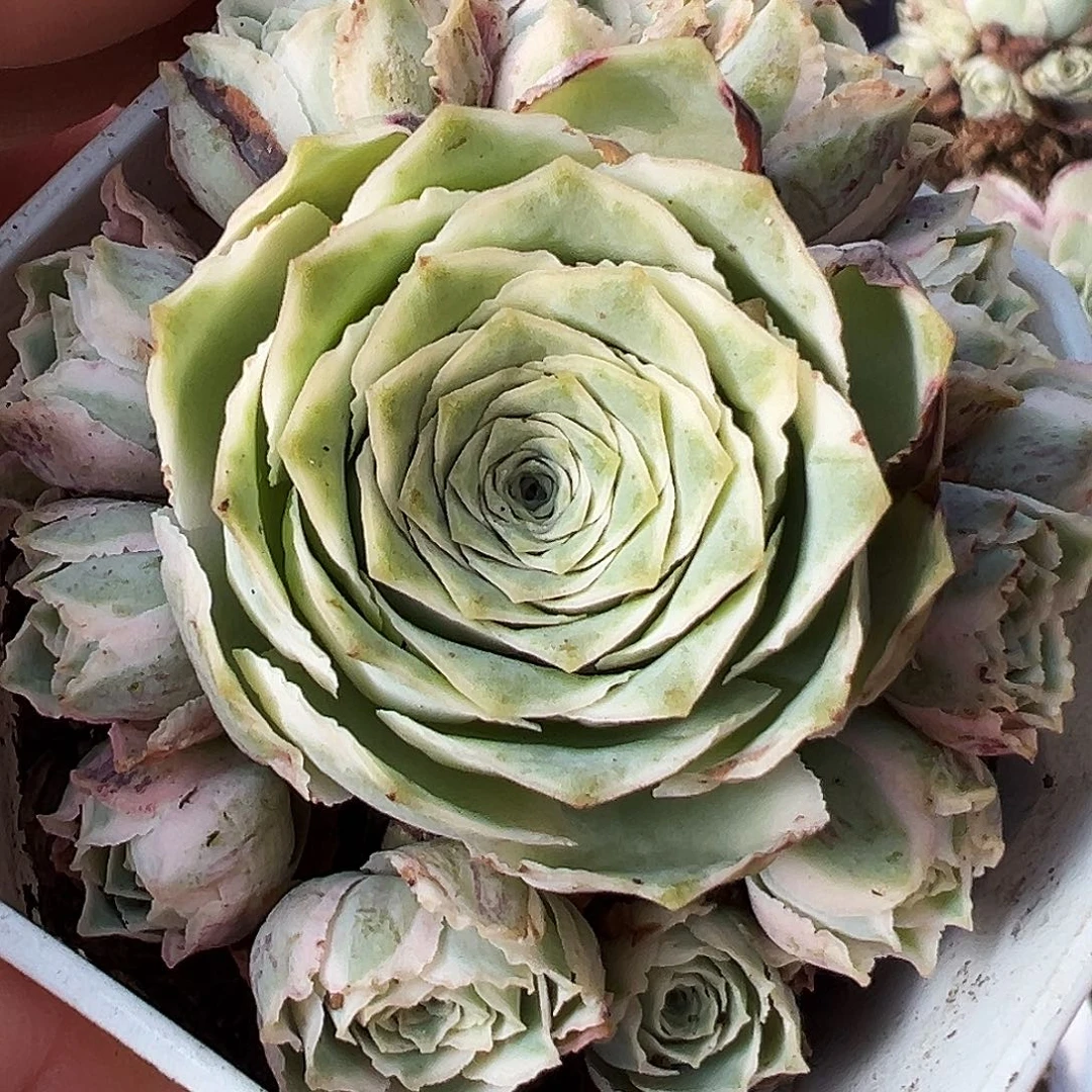 山地玫瑰锦秋夕11月1269号