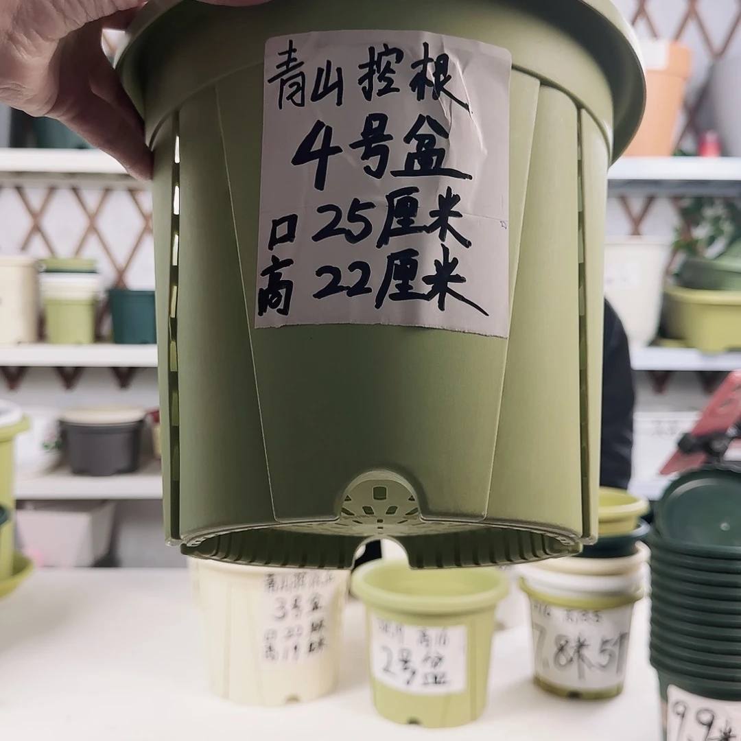 青山控根4号果绿12个带透气托