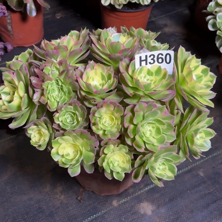 瑞妈，，，。。。360海王，砍过，