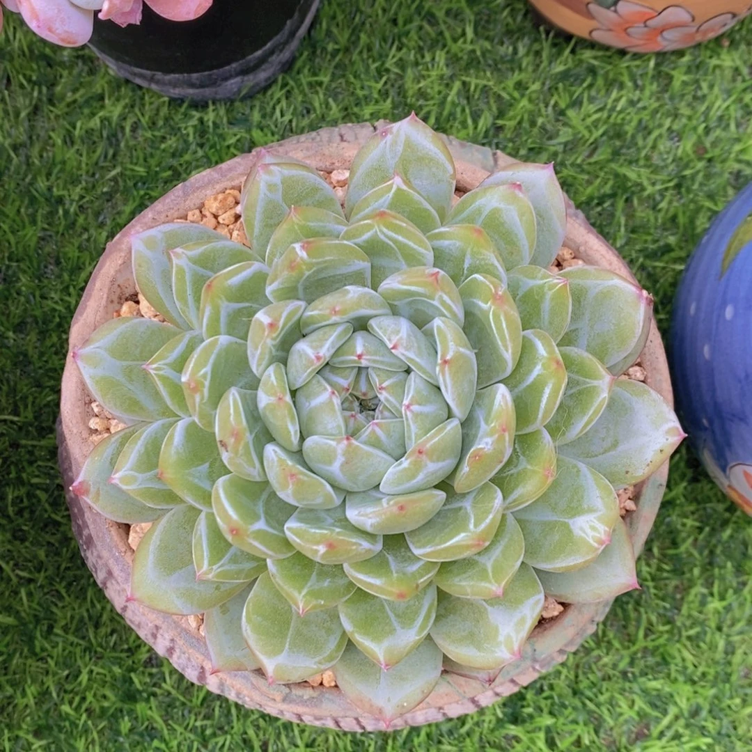 雪花珍妮 一物一拍