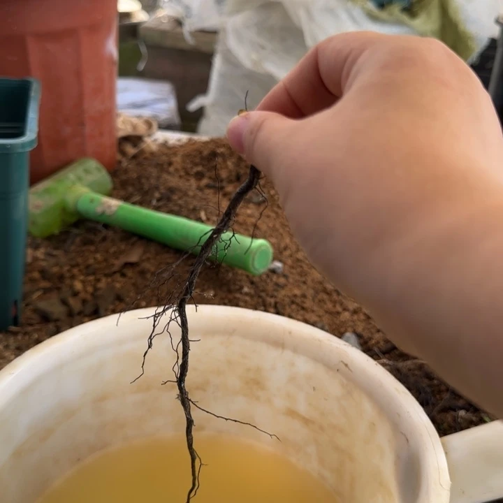 。***。无花朵老鸦柿219根段送