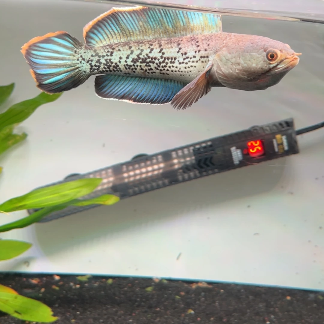 雷龙鱼印尼短身鬼王