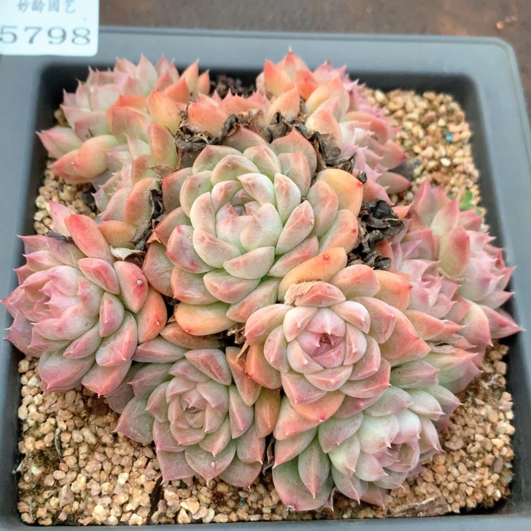 5798杂交多肉植物基地