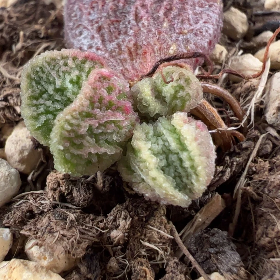 实生新品多肉植物水泡纹路款