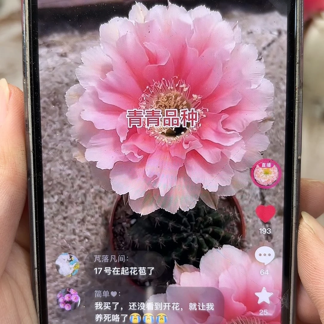 彩草珊瑚6公分左右