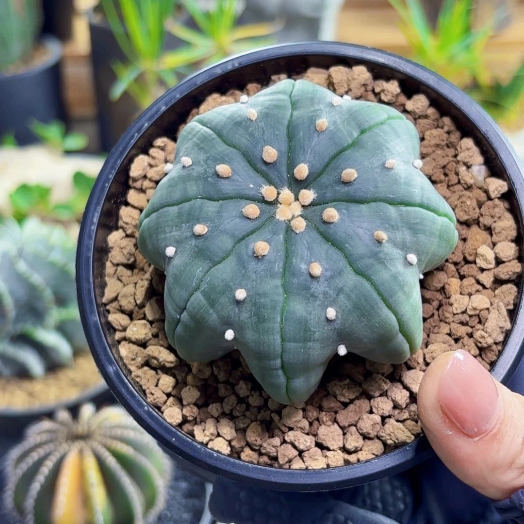 指纹wwwwwwwqwwwwwww