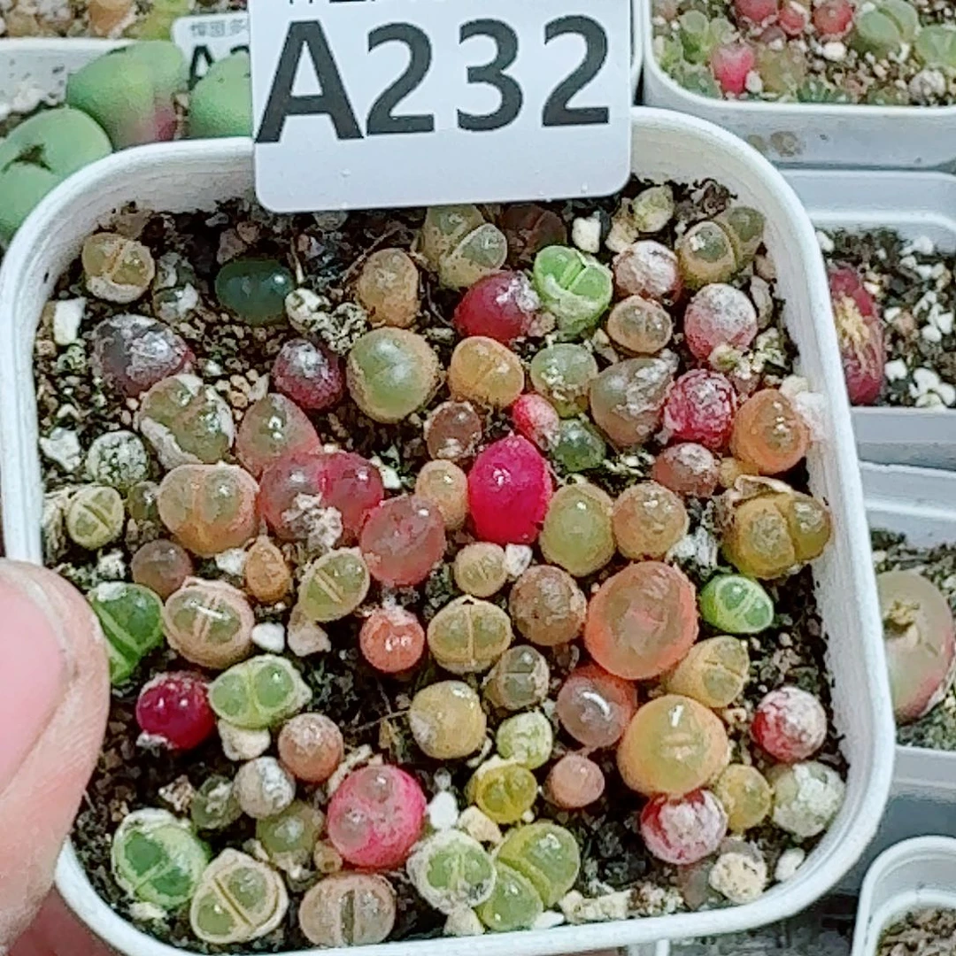 232多肉植物多肉植物