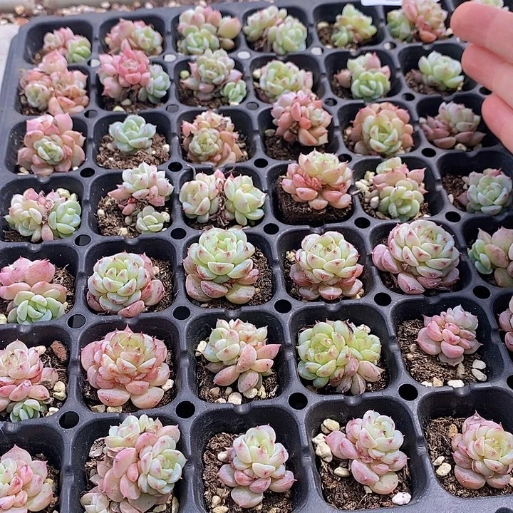 10 多肉植物盆栽花卉