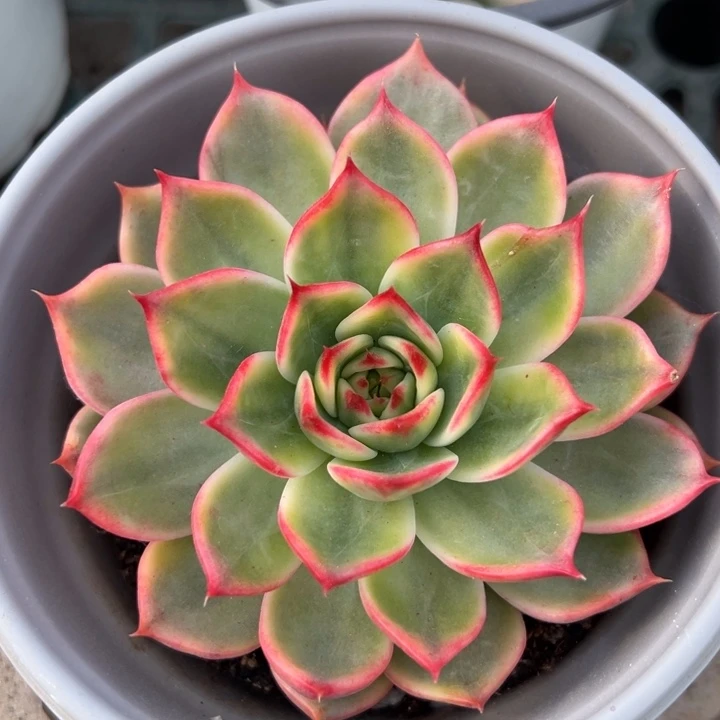 桃花锦一物一拍锦龙
