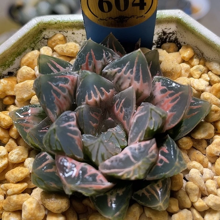 山***花604糊斑花水晶锦亚成