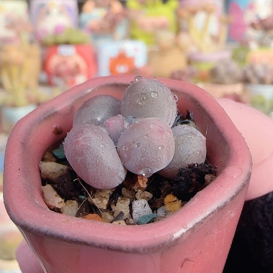 可爱小米可 盆口2cm