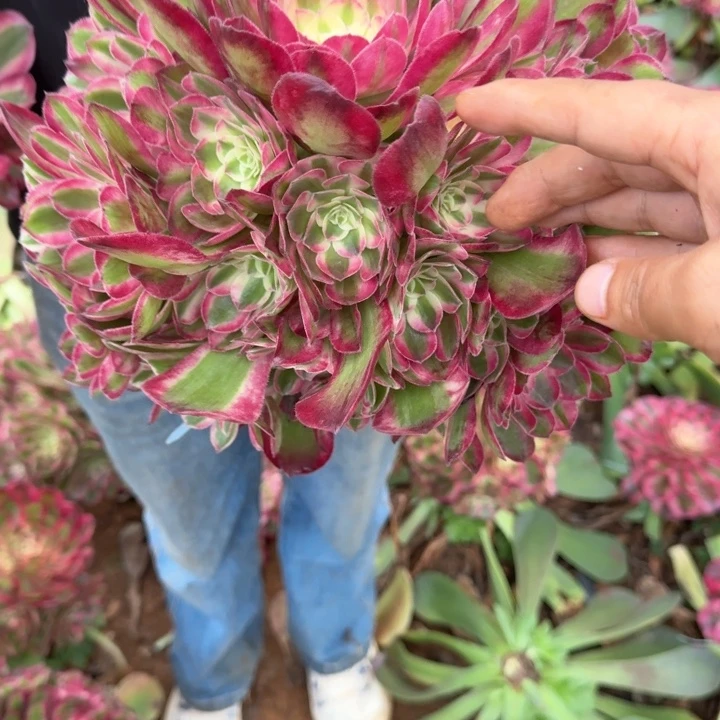 孔雀翎捧花大的大的啊