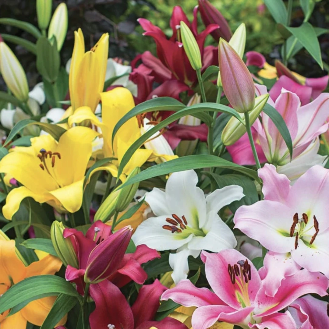 【盲球福利不定时放】18/20 （大球）百合种球进口百合种球